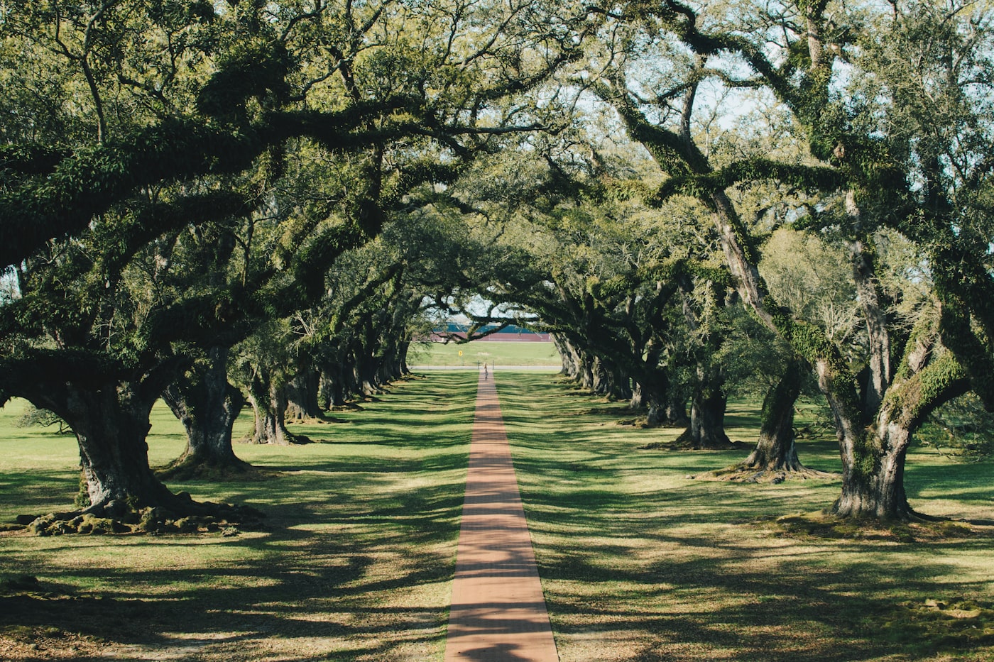 Live-oak lined street in Lamar Park